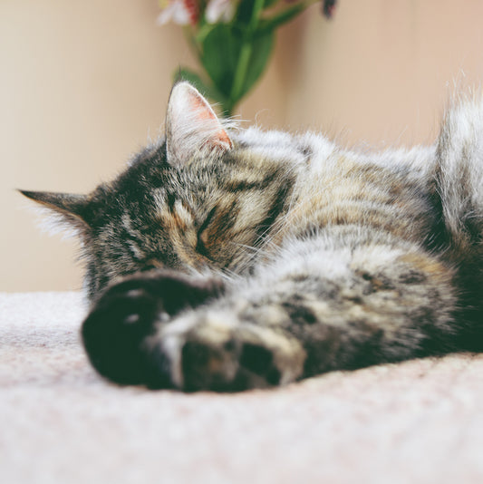 Daytime Activities That Can Promote or Hinder Restful Sleep: Part I of a IV Part Series