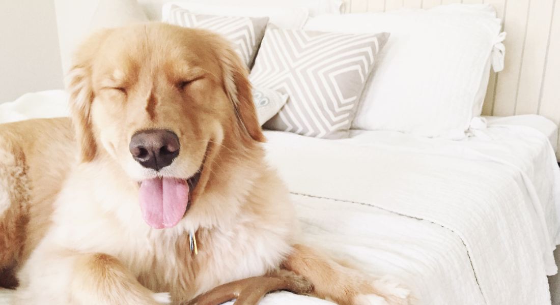 Are Eucalyptus Sheets Safe for My Pet? DreamFit®