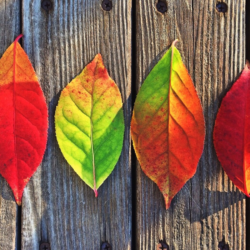 Thanksgiving Decor: A Dreamy Fall Update For Your Bedroom