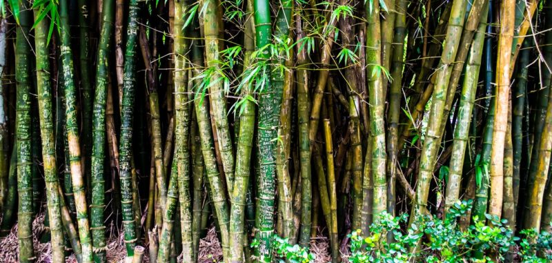 How Does Bamboo Become a Fabric